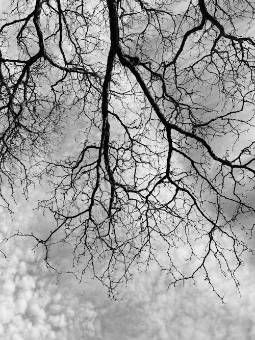 Tree Branches against the Sky 