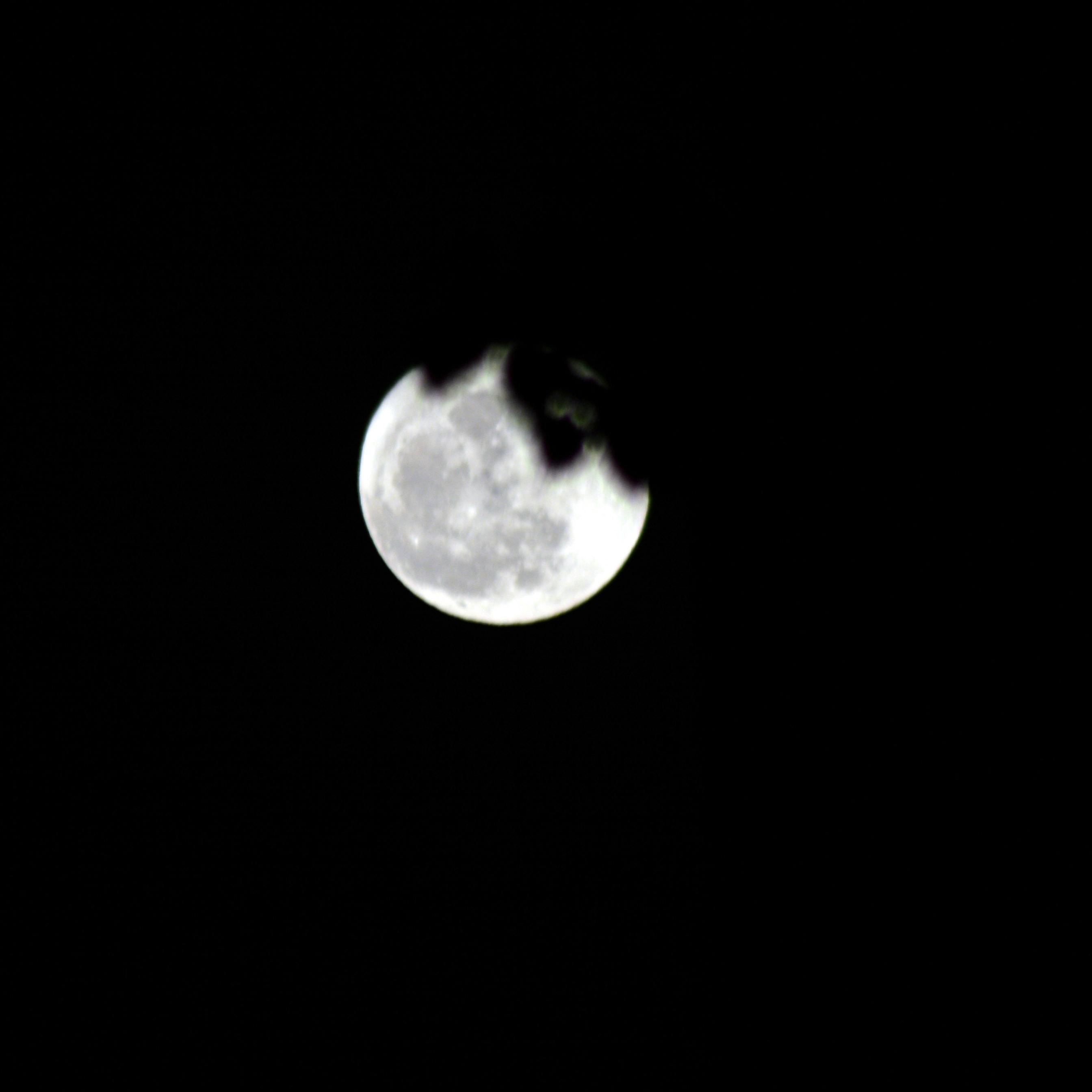 Free stock photo of Hidden moon, moon, moon leaves