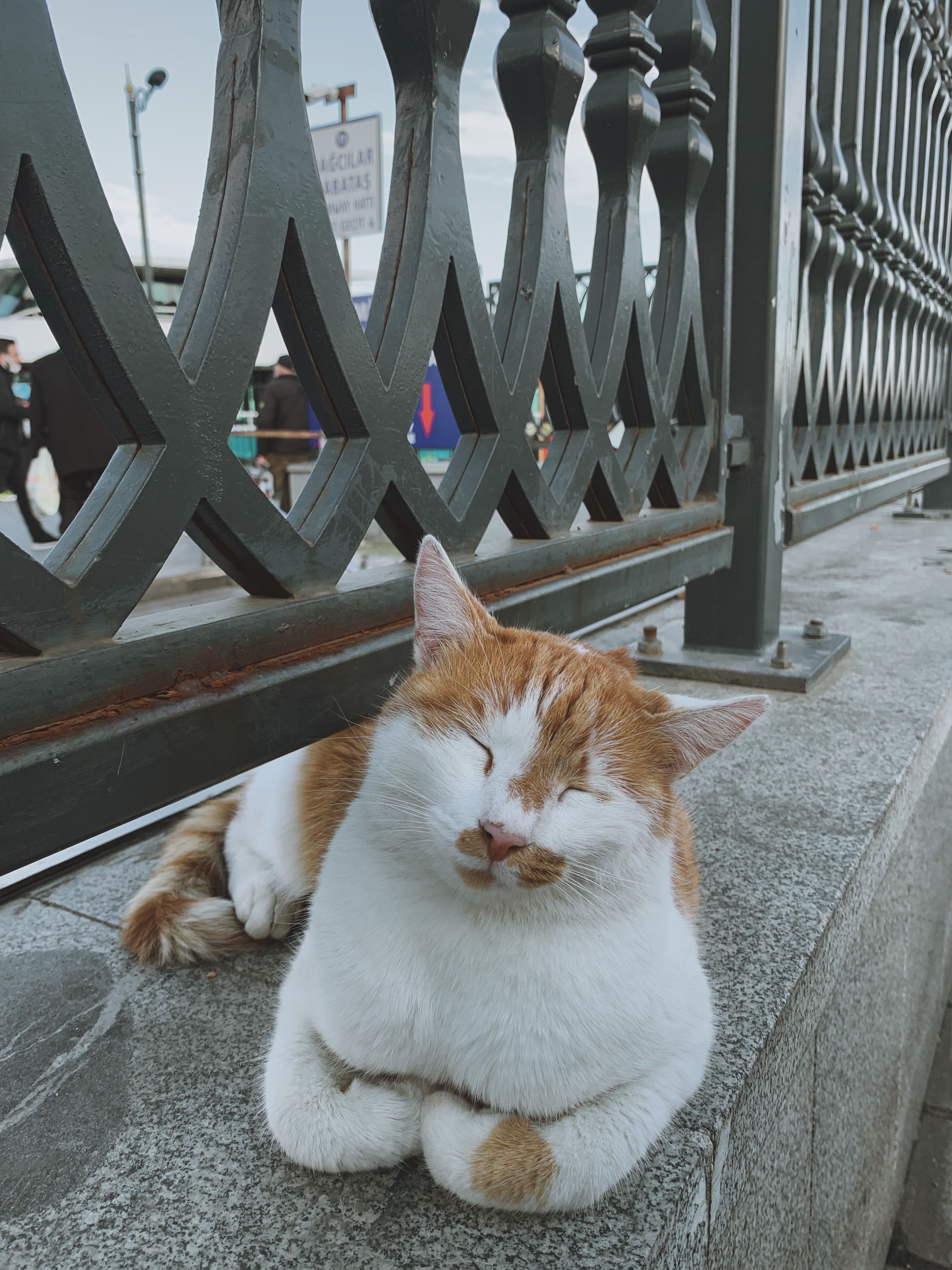 A cat laying on the ground next to a railing · Free Stock Photo
