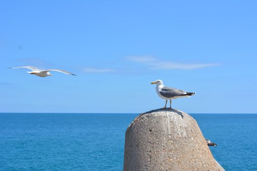 sea birds  flying