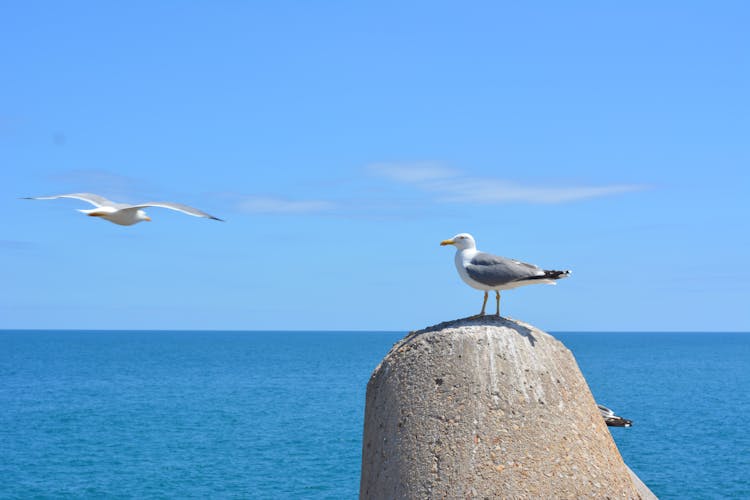 Sea Birds  Flying