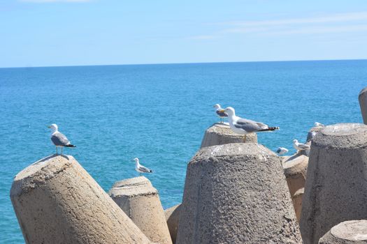 seagull on beach