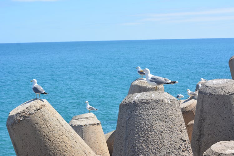 Seagull On Beach