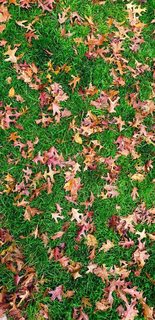 Gratis lagerfoto af brune blade, efterår efterlader baggrunden, efterårsblade