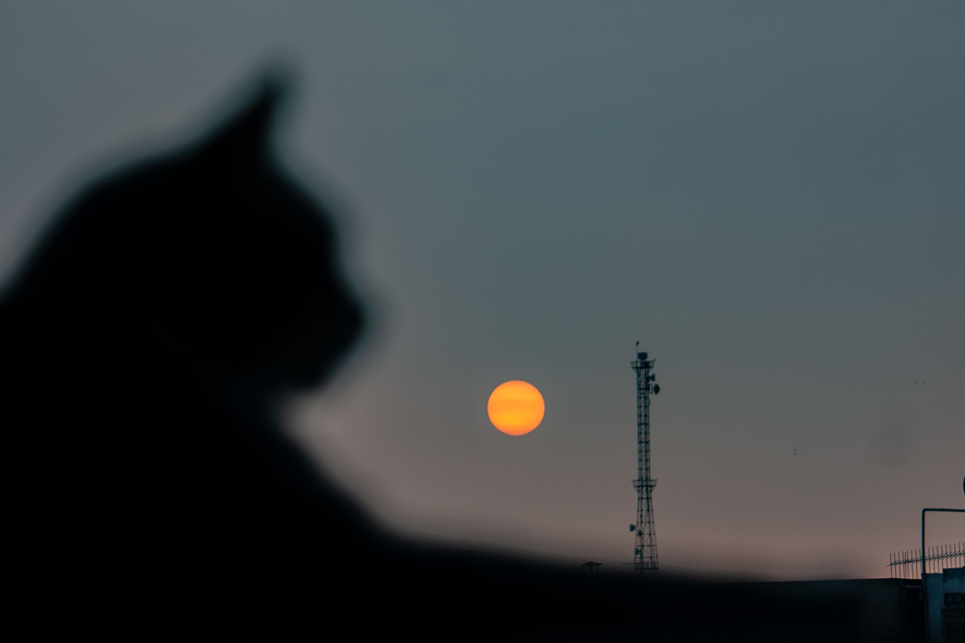 A silhouette of a cat against a sunset with a telecommunications tower.