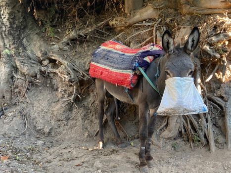 adopted donkey wearing a mask during corona virus
