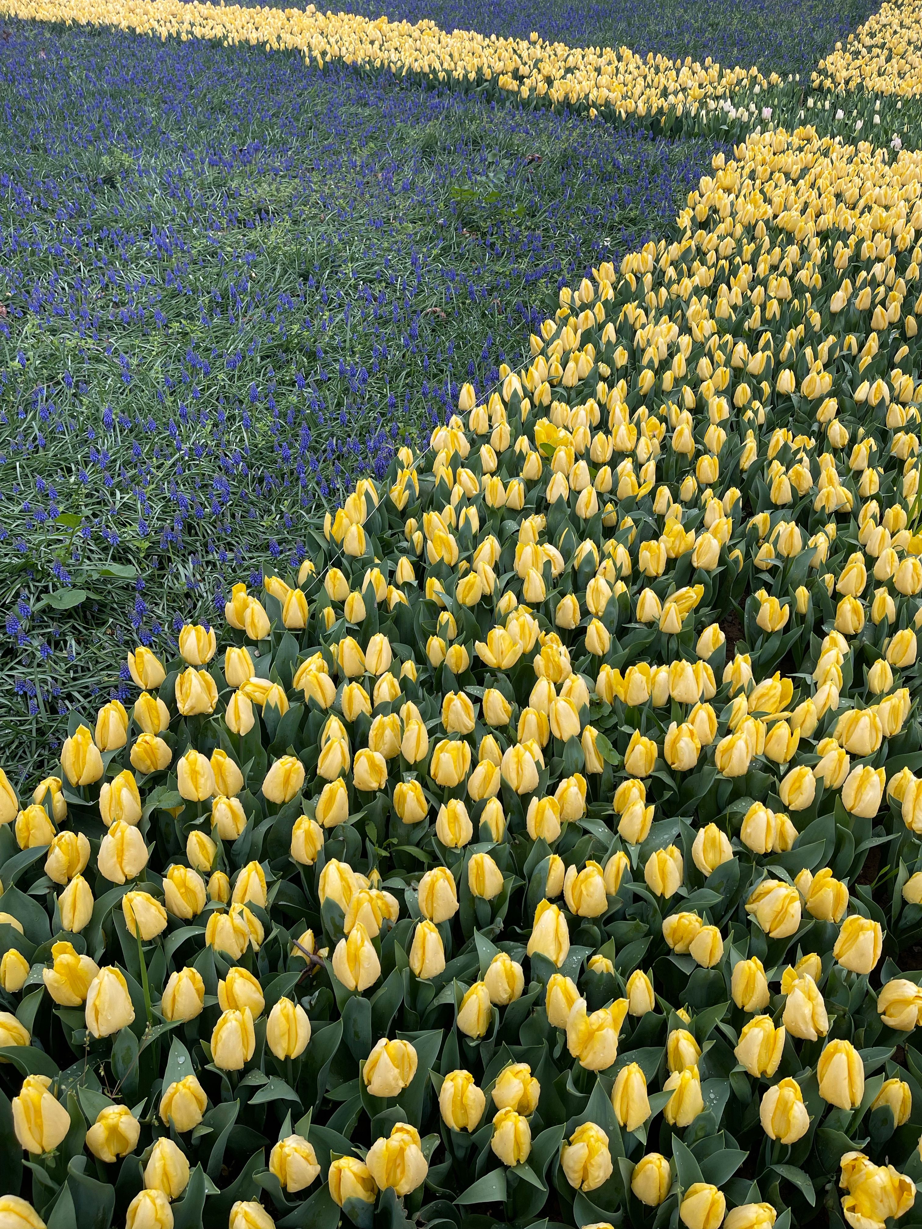 A Garden with Yellow Tulips and Purple Flowers · Free Stock Photo