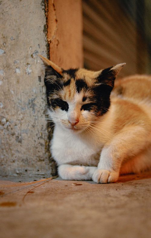 Free A serene calico cat lying on a sidewalk corner in Bali, Indonesia. Stock Photo