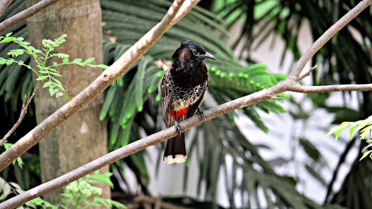 Close-up Of A Red-vented Bulbul On A Tree Branch 