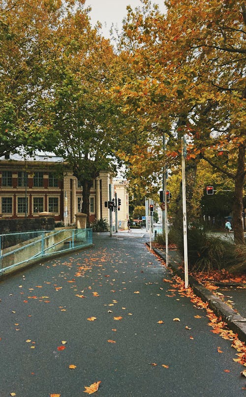 Foto profissional grátis de campus da universidade, cores claras, cores de outono