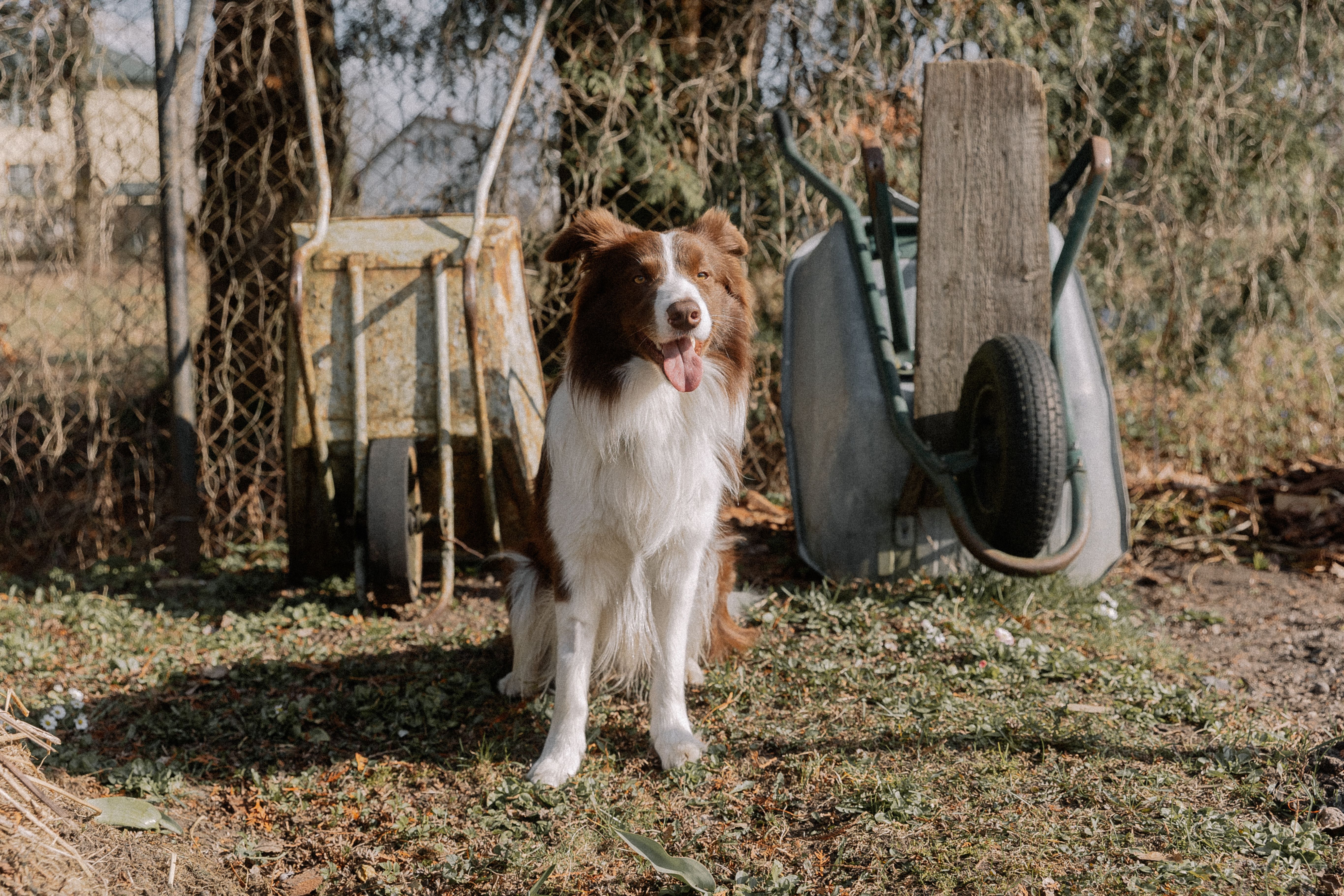 Cățelul Fermier de la ASPA care Adoră Țara, Grădina și Veselia! 🐶✨