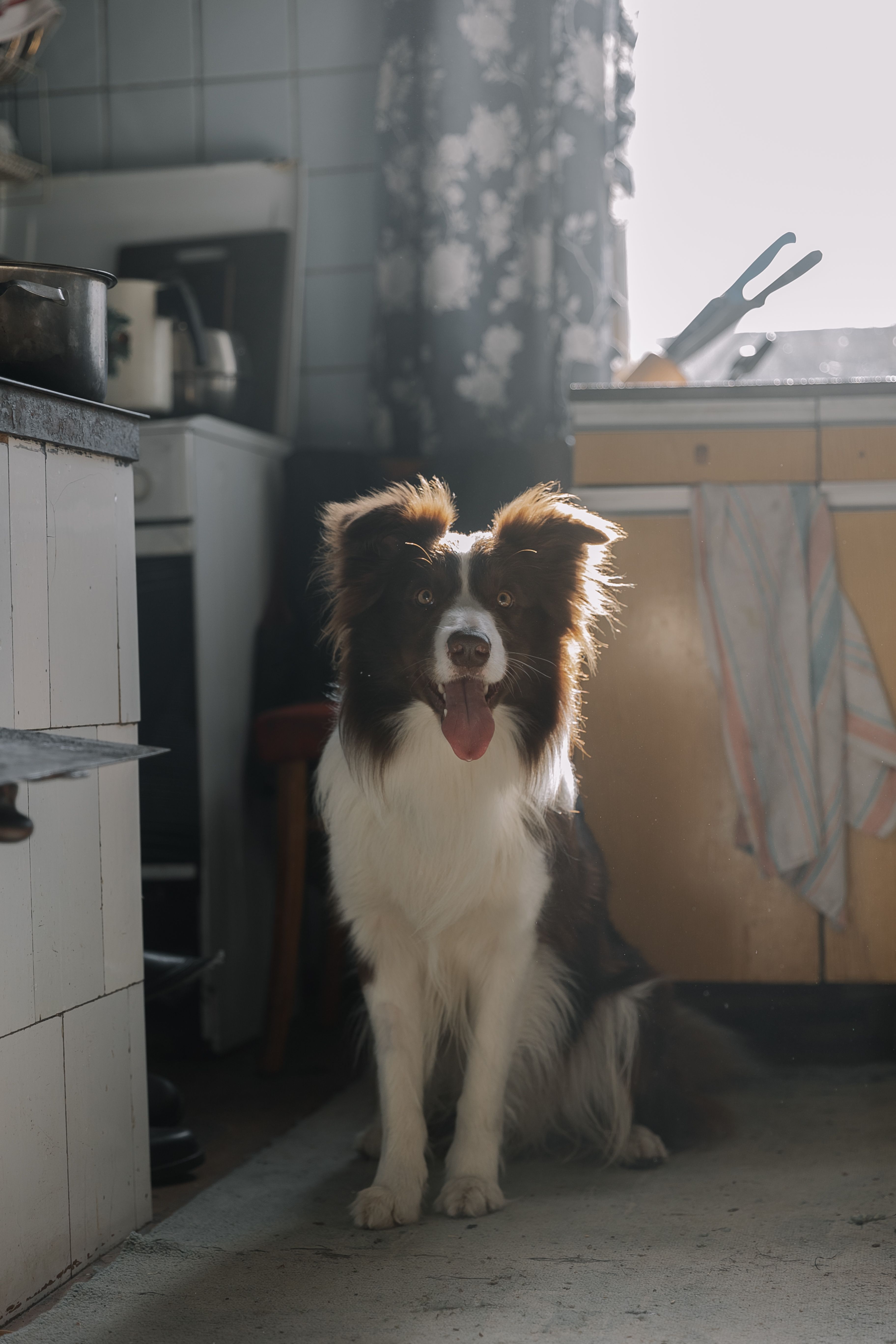 Adorable Border Collie sitting in a cozy kitchen filled with sunlight, showcasing a homely atmosphere.