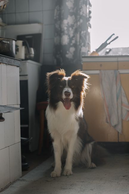 Adorable Border Collie sitting in a cozy kitchen filled with sunlight, showcasing a homely atmosphere.