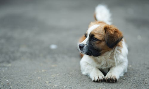 無料 セレクティブフォーカス写真の茶色と白のセントバーナードの子犬 写真素材
