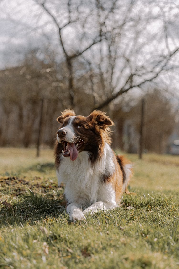 Dog Lying In Grass 