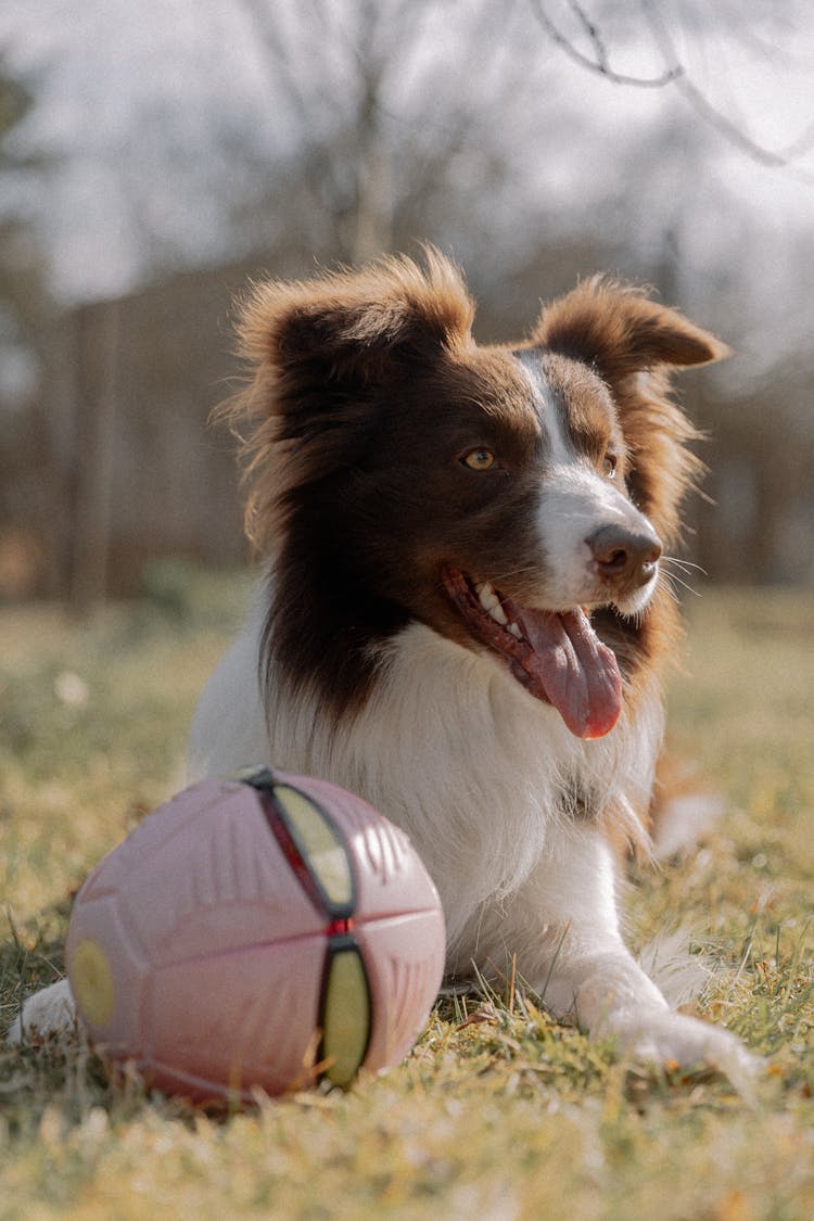 Photo Of A Dog With A Ball 