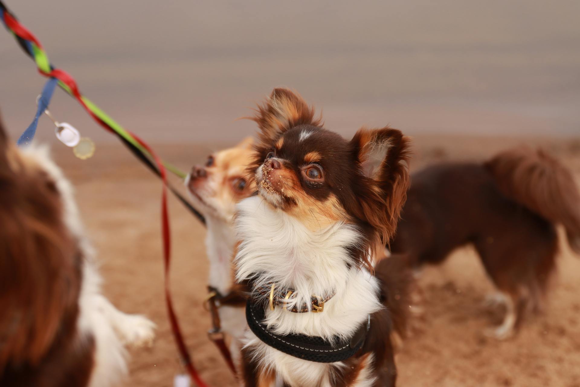 Chihuahuas on Beach