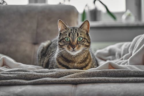 Cat Lying on a Sofa with Wide Open Eyes