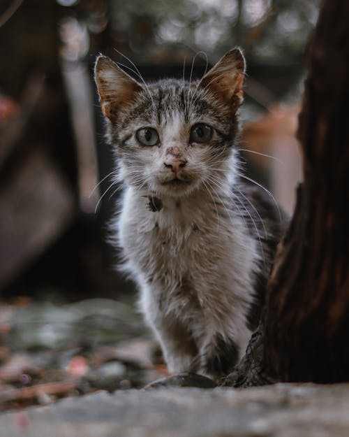 Gratis stockfoto met beest, buiten, fluffig