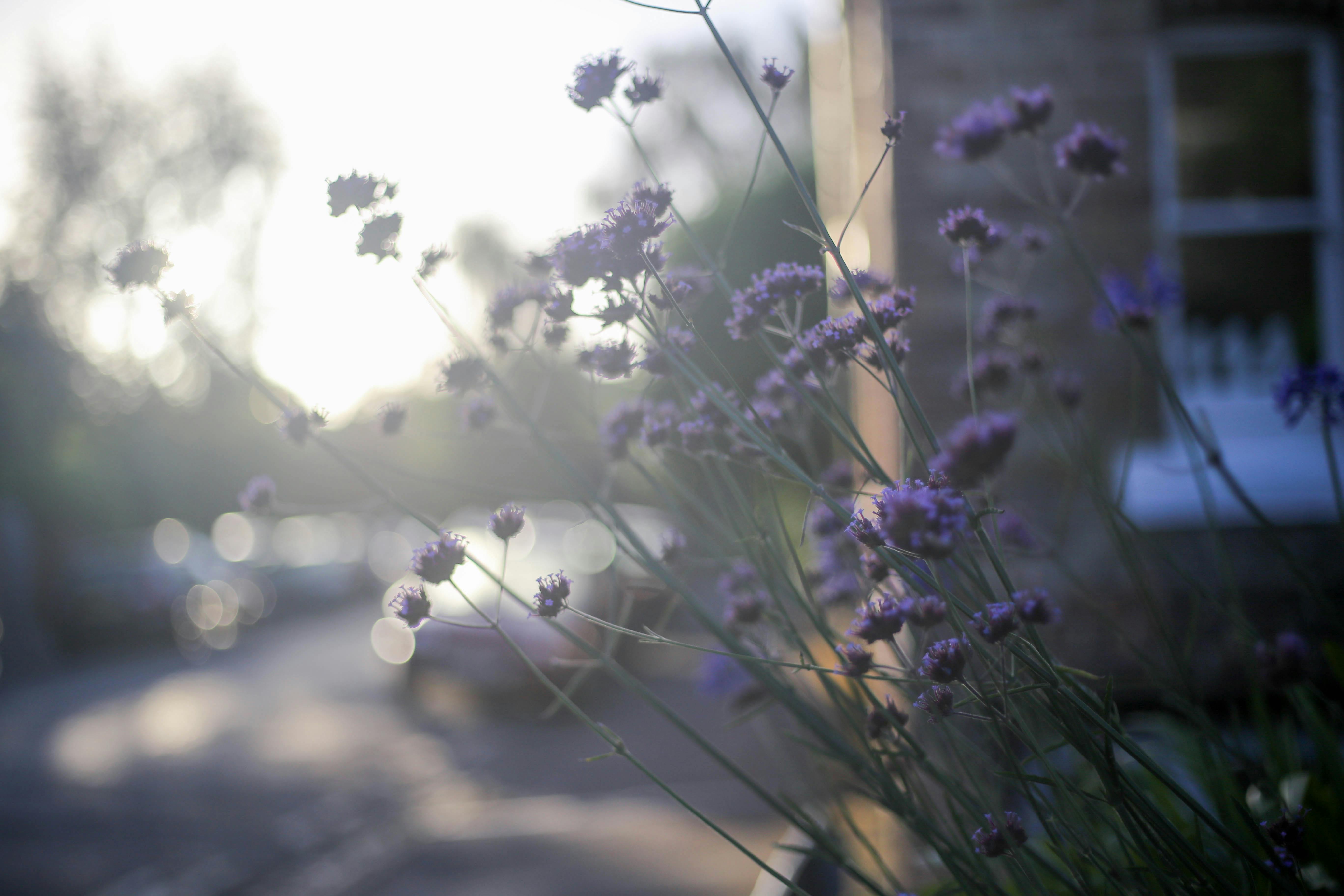 Free stock photo of purple flowers