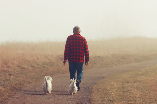 Free Man in plaid shirt walking two dogs on a foggy rural path in Jönköping, Sweden. Stock Photo