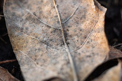 Close up of a dried leaf