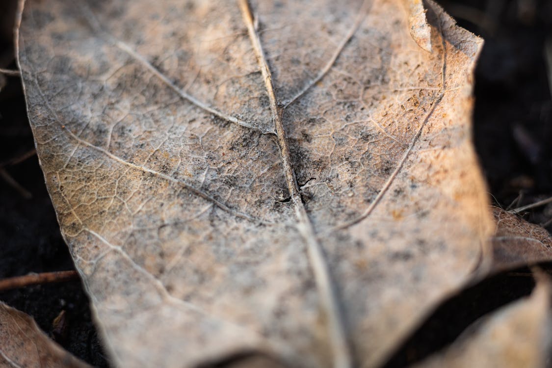 Foto stok gratis alam, daun kering, makro