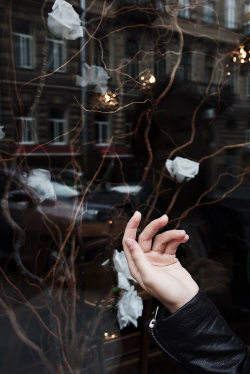 Person's Hand Near White Roses