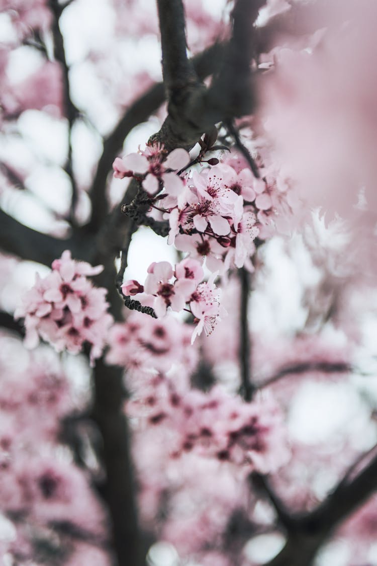 Close-up Of Blooming Tree Branch