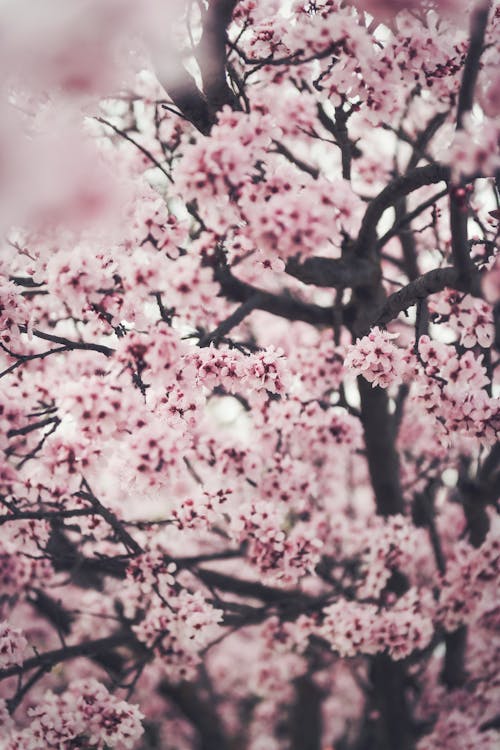 Close-up of Blooming Tree in Garden