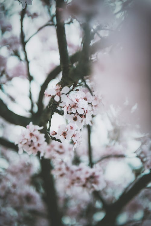 Selective Focus of Cherry Tree in Blossom 
