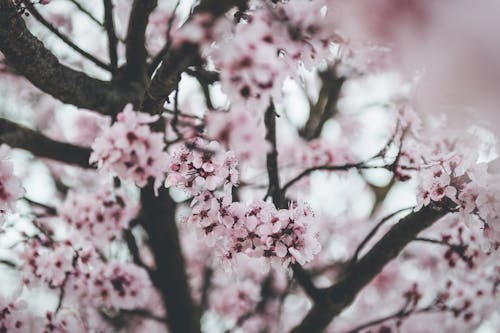 Photos gratuites de beauté dans la nature, cerisier, fermer