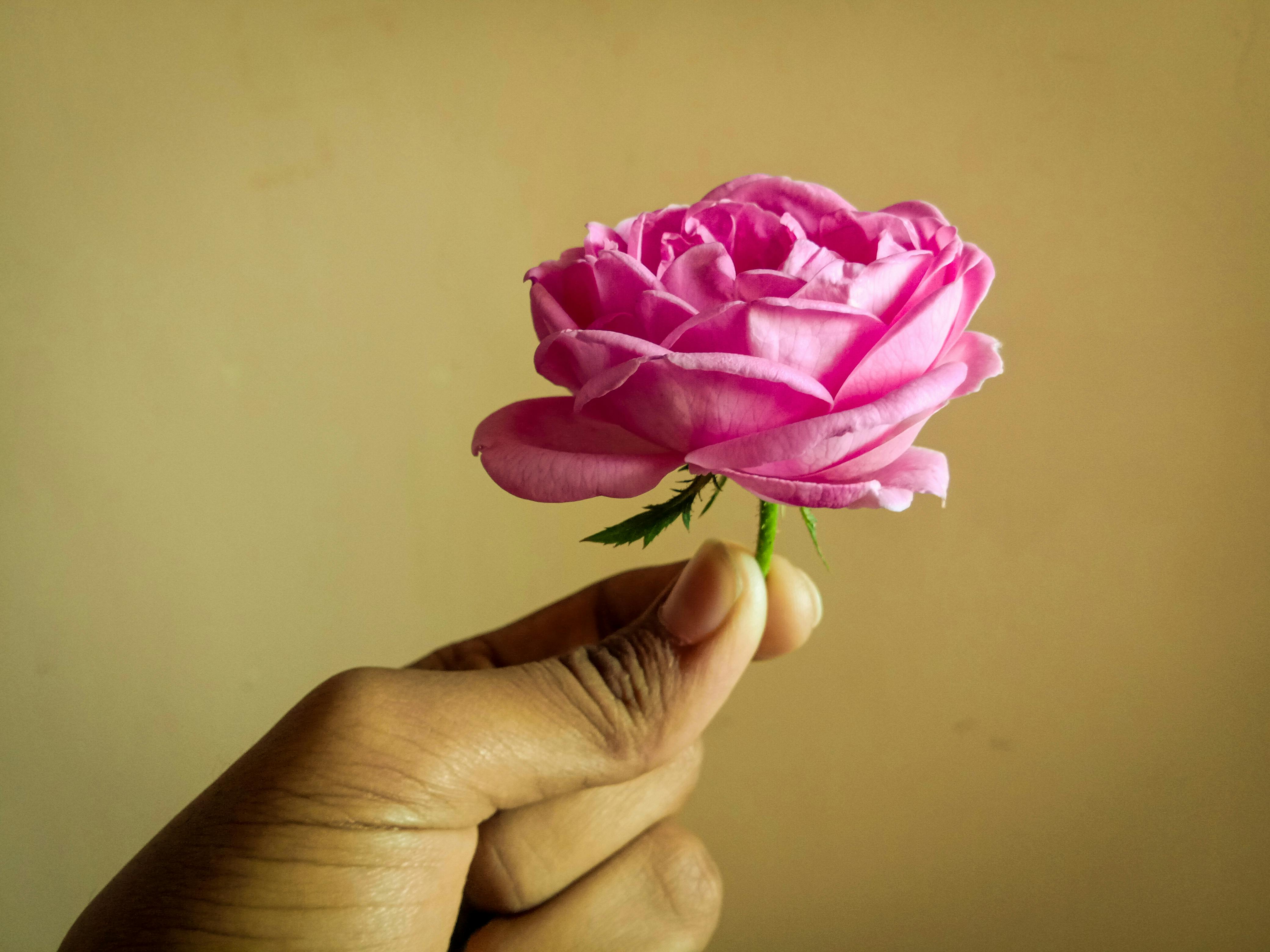 Free stock photo of pink flower, Pink Rose, rose in hand