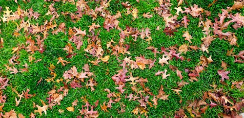 Immagine gratuita di caduta foglie carta da parati, caduta foglie sullo sfondo, erba verde