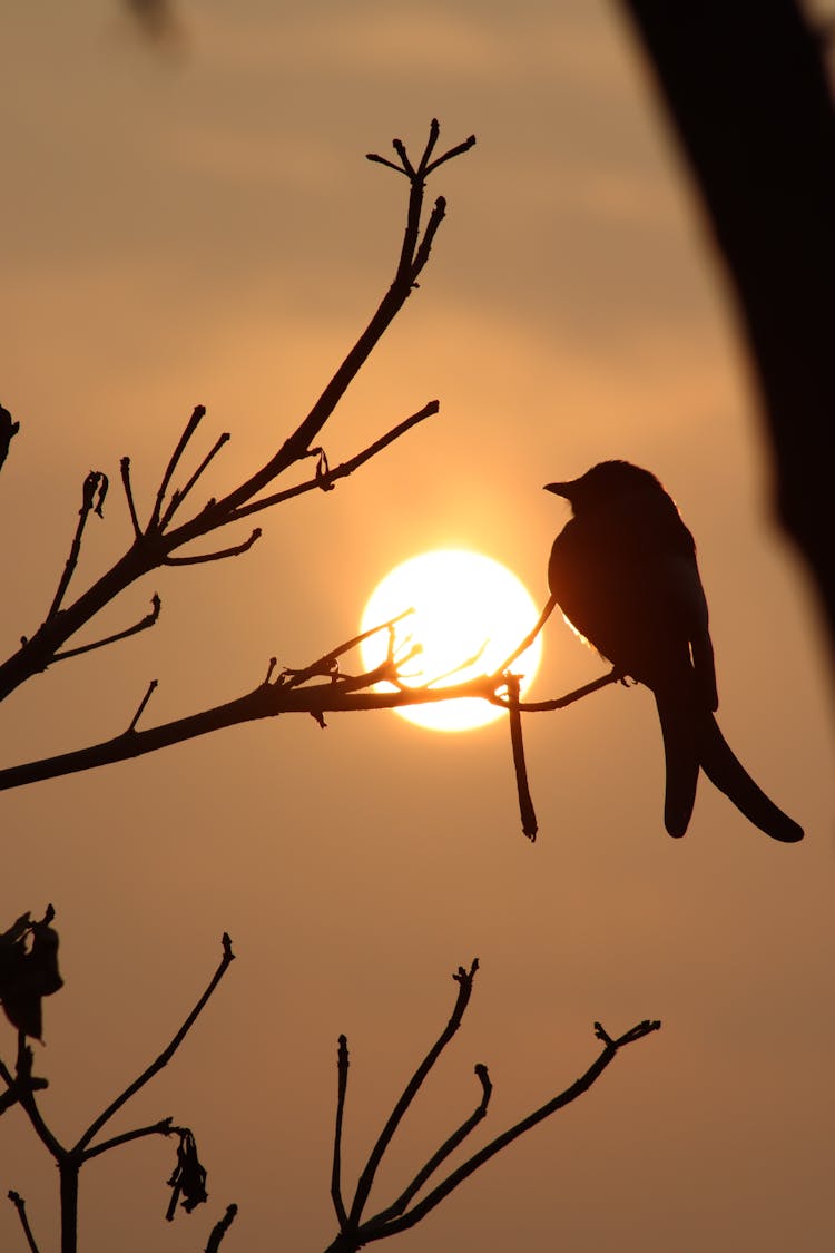 Silhouette Of A Bird On A Tree Branch At Sunset 