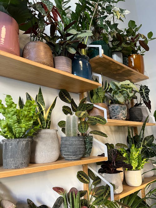Housplants in Pots on Shelves in House
