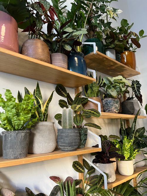Free A variety of houseplants in pots displayed on wooden shelves as home decor. Stock Photo