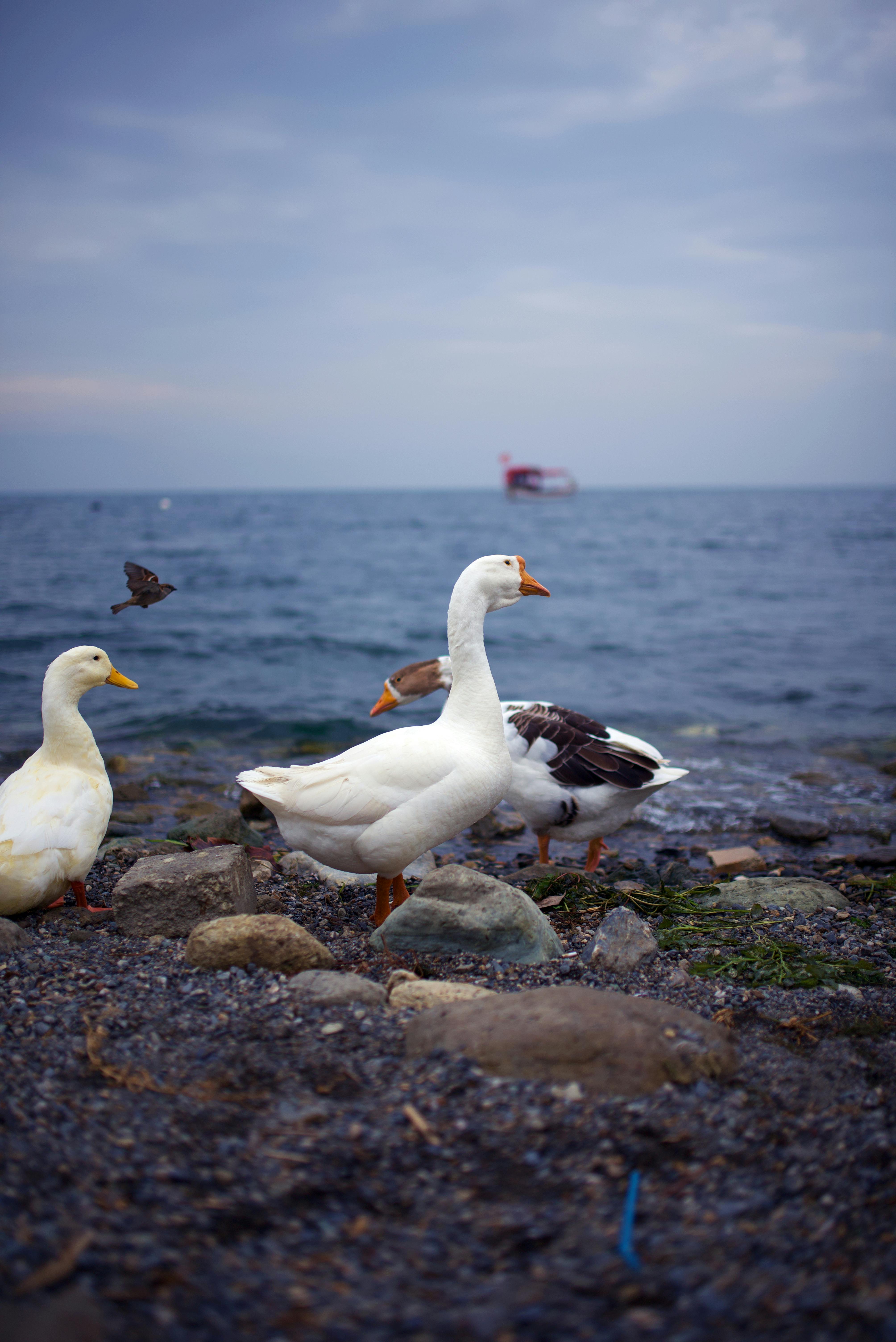 Tiga Bebek Dekat Laut \u00b7 Foto Stok Gratis