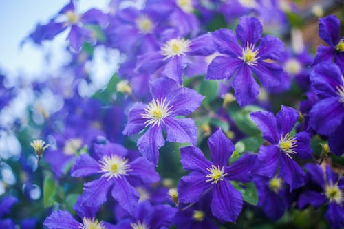 Free stock photo of purple flowers