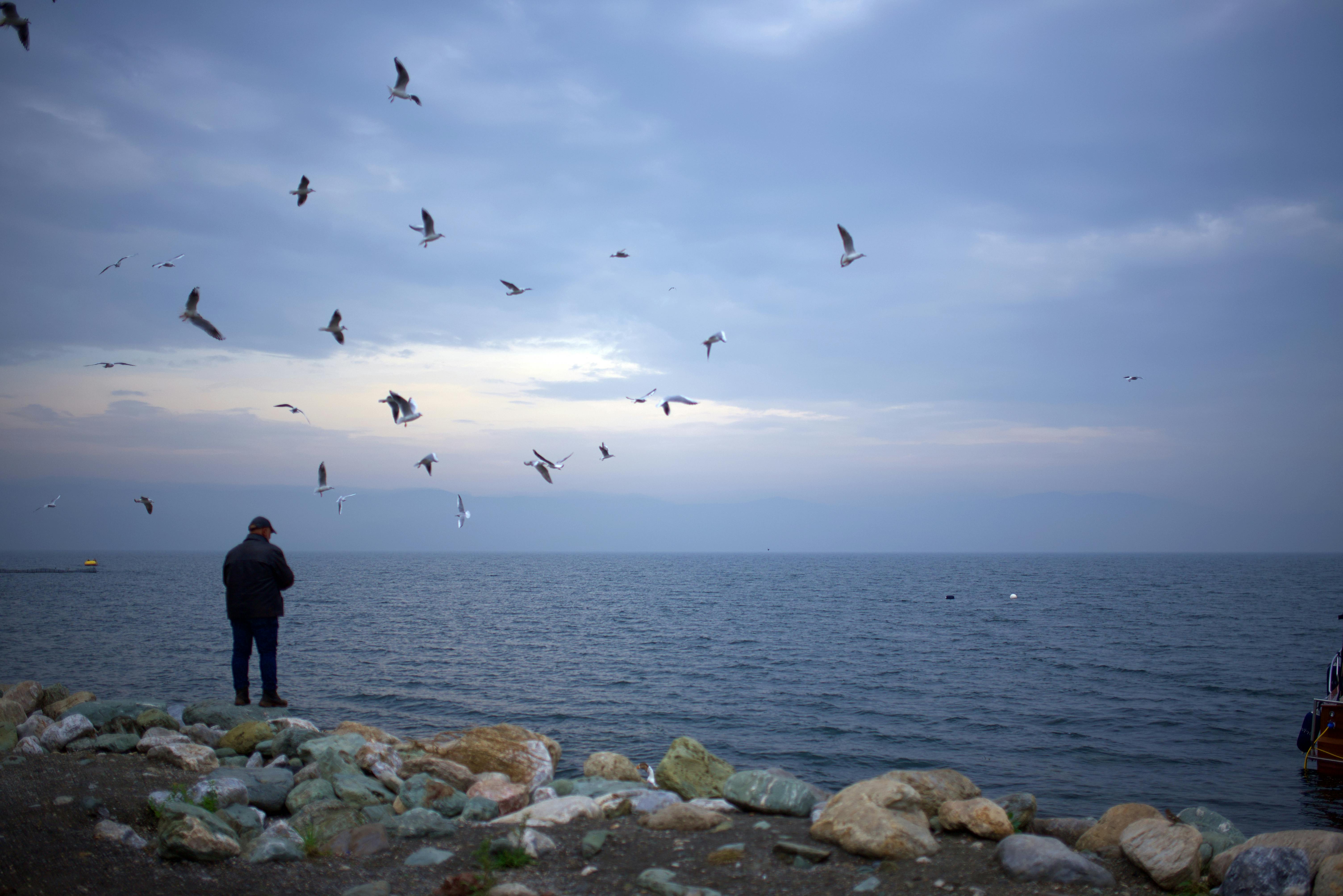 Free stock photo of man, sea, seagulls