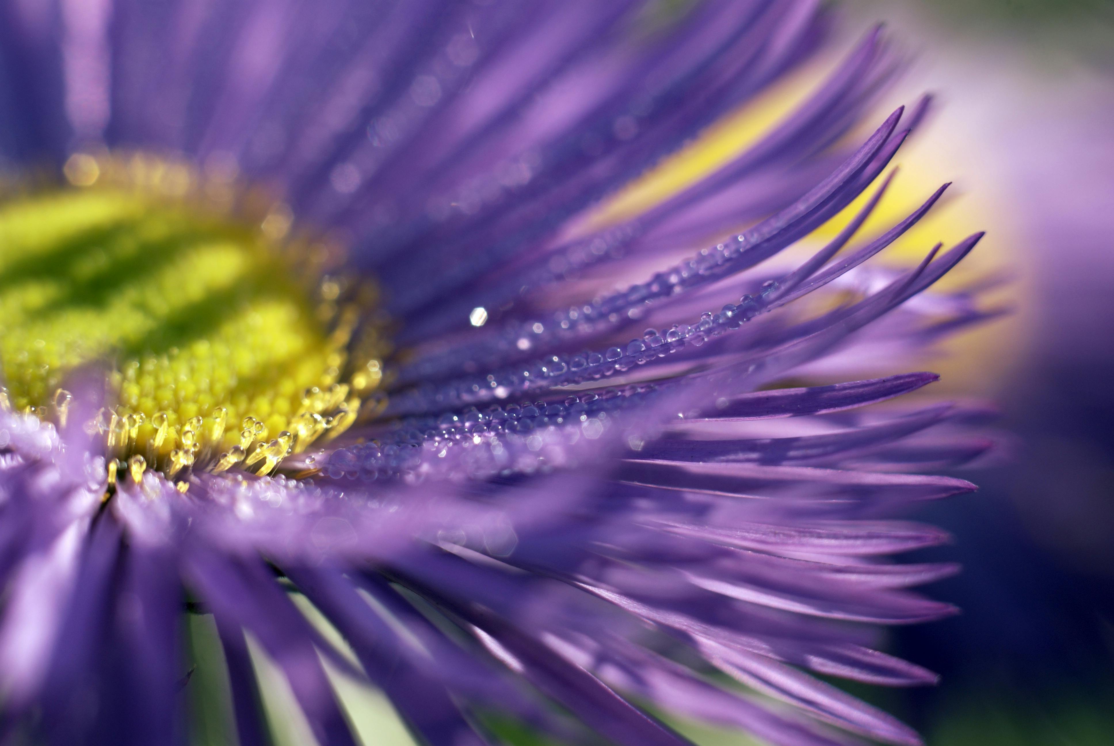 Detailed macro shot of a vibrant purple flower with dew drops on its petals.