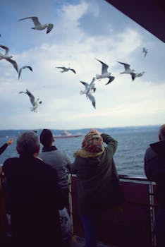 人们看着海鸥与远处的船一同飞越海洋