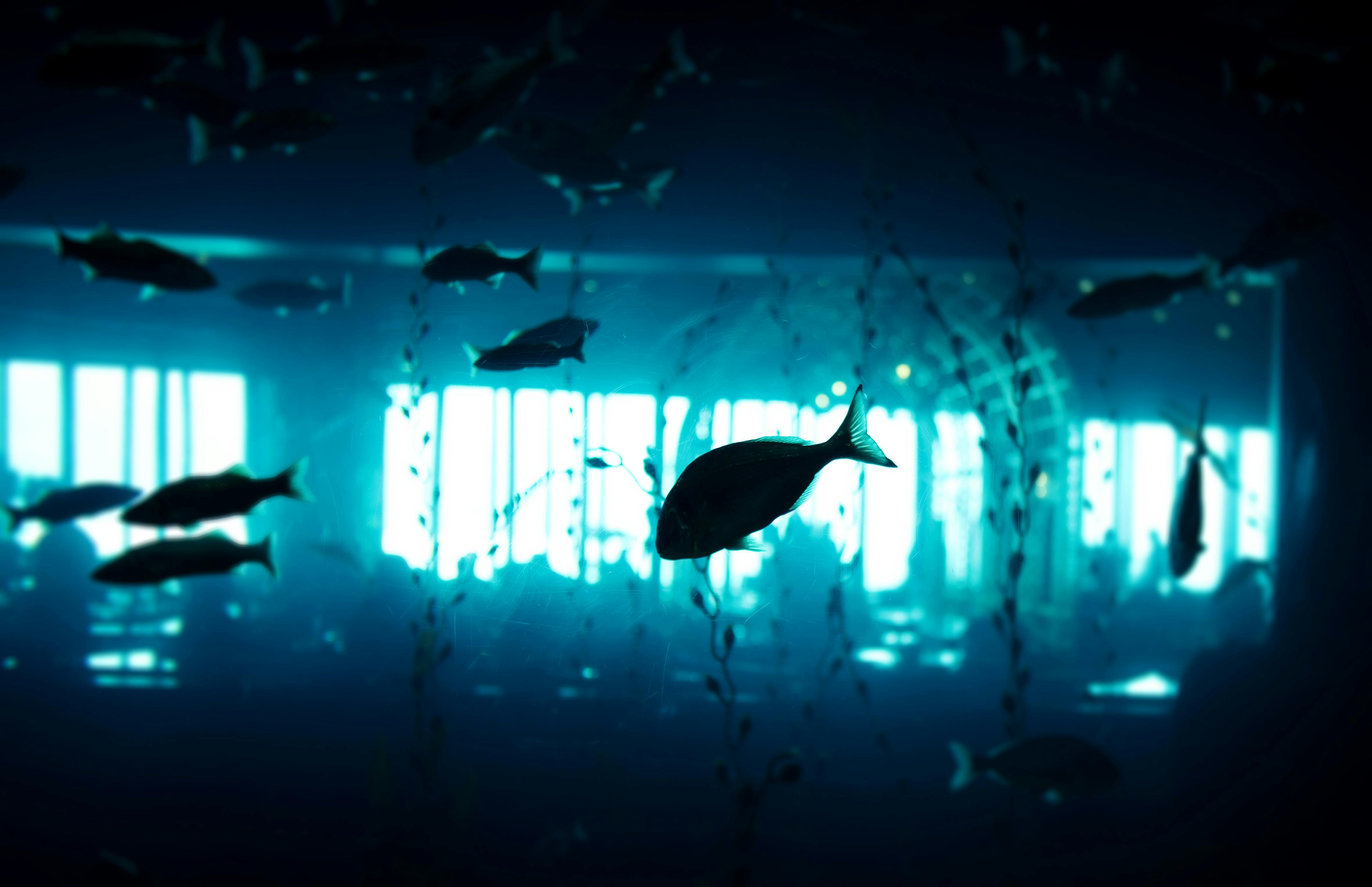 Free stock photo of aquarium, blue, fish