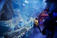 游客们正在水族馆的水下隧道里观看各种海洋生物
