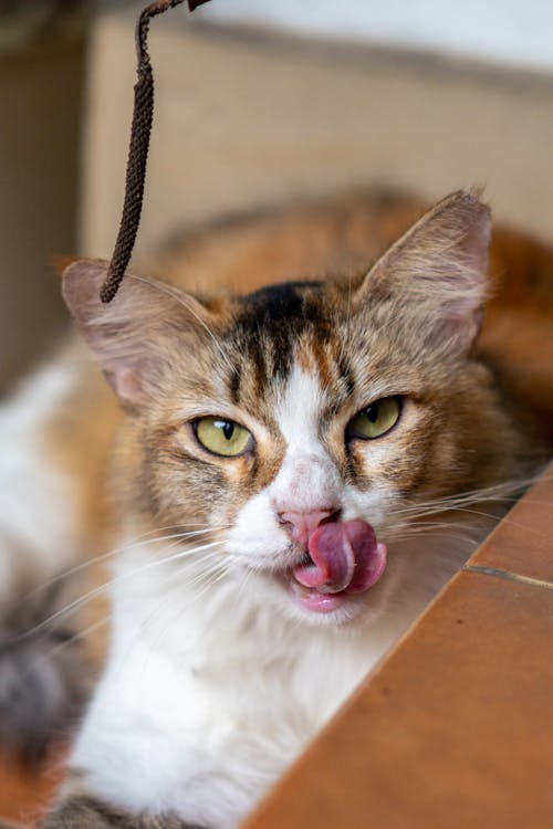 Foto profissional grátis de animal, animal de estimação, bonitinho