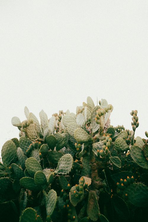 Free A dense cluster of opuntia cacti set against a bright, clear sky. Stock Photo