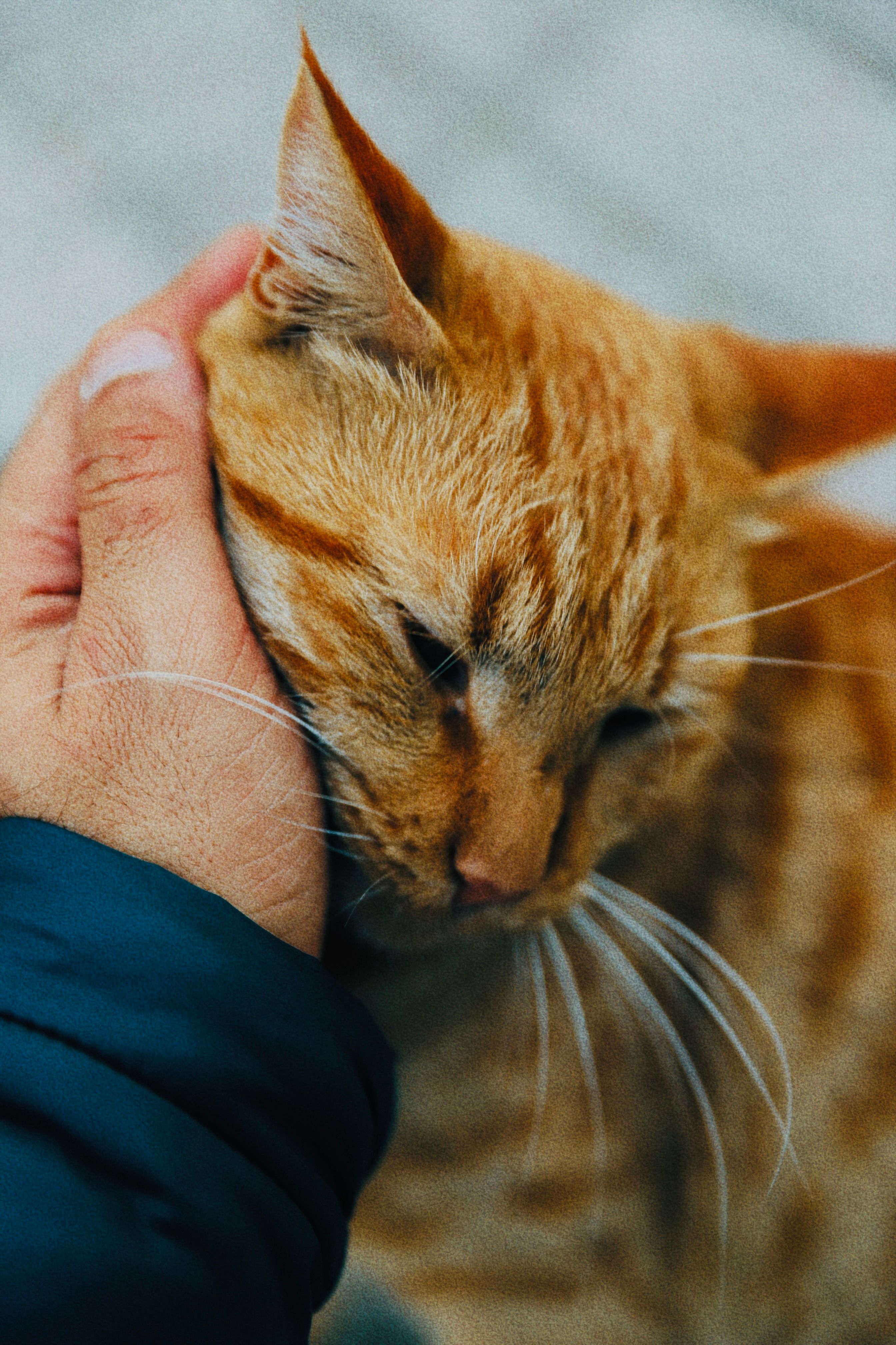 Close-up of a hand gently petting a ginger cat, showcasing tenderness and care.