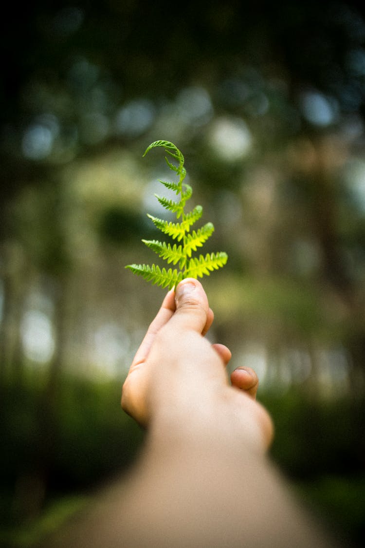 Hand Holding Leaves