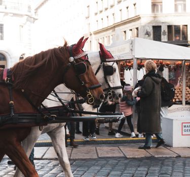 Horse in winter