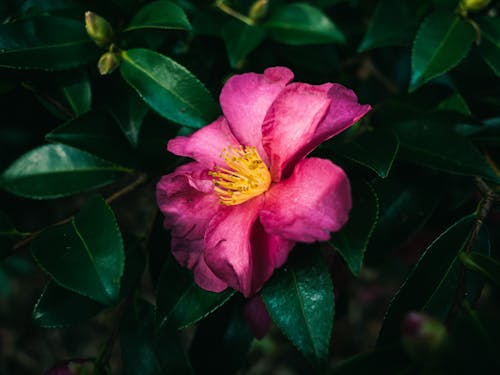 Kostnadsfri bild av blomma, blomning, botanik